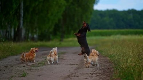 Adorable pet dogs walk