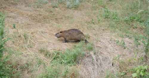 Nutria In der Wildnis