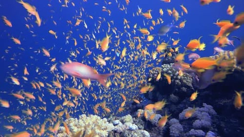 Underwater Ocean Colorful Orange Fish