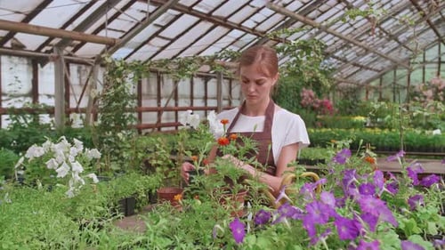 Woman Gardening among Flowers in Tropical Greenhouse