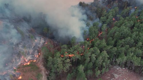 Wildfire Burning in Forest