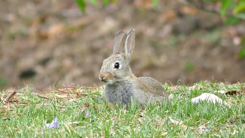 Rabbit Sits in Grass