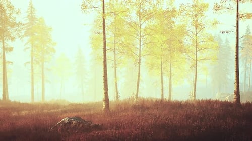 Niebla fresca de madrugada en el bosque al amanecer