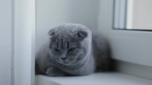 Scottish Fold Cat Resting on a Window Ledge