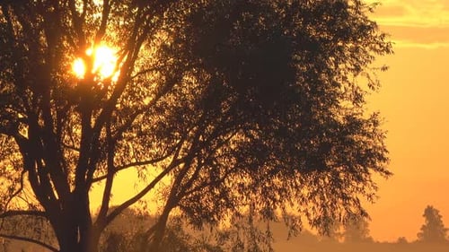 Golden Hour Tree Silhouette in Rural Landscape