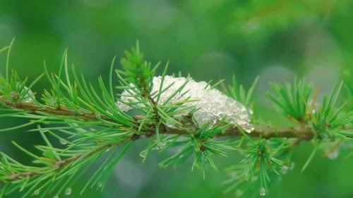 Schnee auf dem Ast