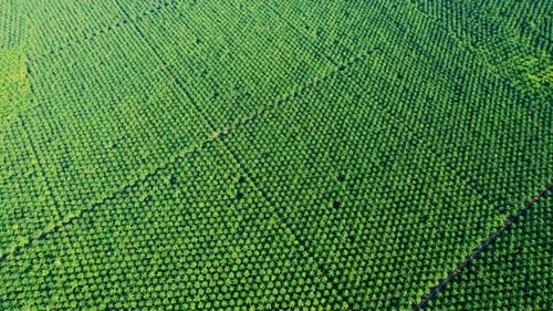4K : Aerial view over the large palm oil plantation