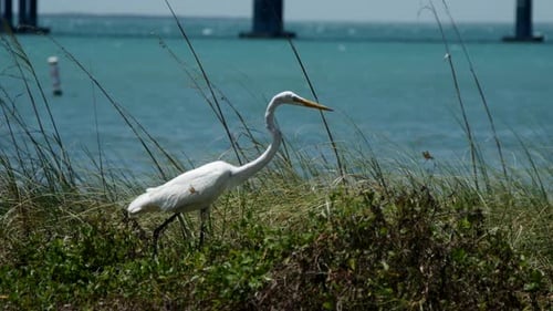Elegant White Egret Walking Near Ocean