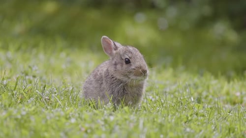 Coelho bebê selvagem sentado e comendo na grama verde