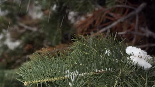 Nahaufnahme der Kiefer bei Schneefall.