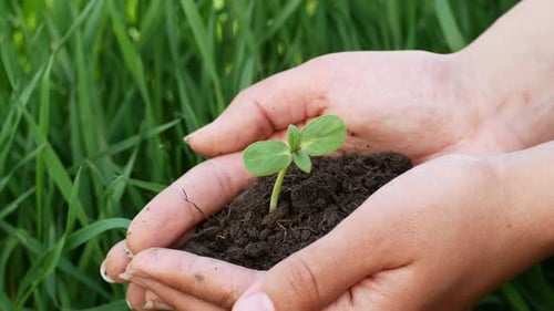 Hands Holding New Plant with Soil
