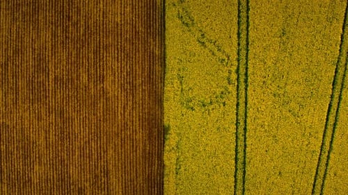 Top View Two Contrast Fields at Agricultural Landscape