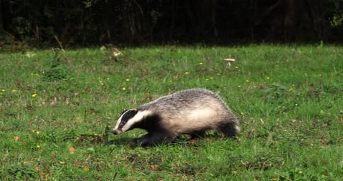 Blaireau d'Europe, meles meles, Adulte marchant sur l'herbe, Normandie en France, Slow motion 4K