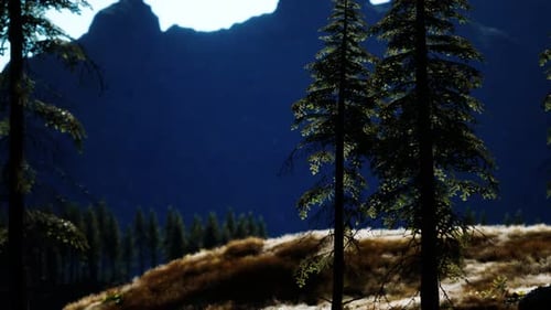 Trees on Meadow Between Hillsides with Conifer Forest