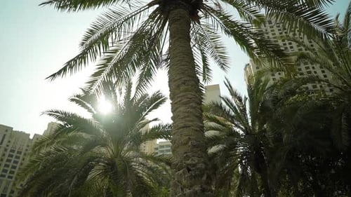 The Palm Tree and the Sun