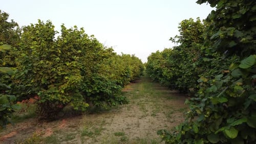 Hazelnut Agriculture Cultivation