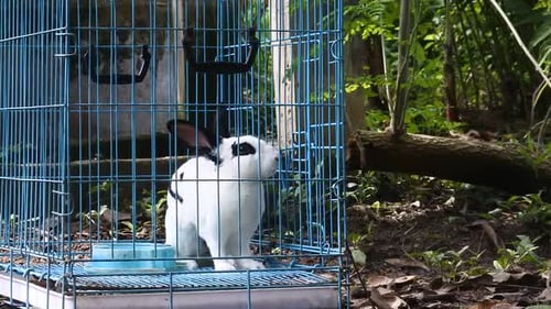 Rabbit in a Cage Outdoors in Nature
