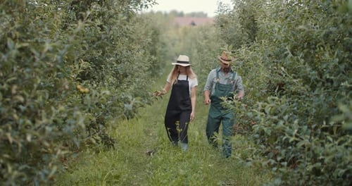 Horticulturists Checking Ripeness of Peaches at Garden