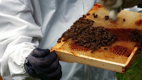 Beekeepers holding and examining beehive