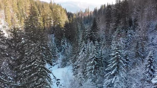Aerial View on Winter Coniferous Carpathian Forest Near the Tops of the Trees in the Snowy Mountains