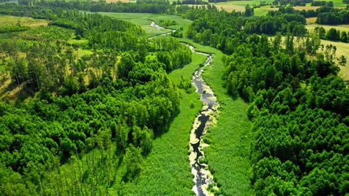 Green algae on the river in summer, aerial view