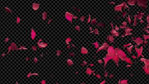 Romantic Falling Rose Petals Alpha Channel Overlay