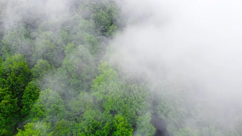 Clouds Over Treetops Mountain Forest in Rainy Weather with Fog and Mist Ecologically Clean and