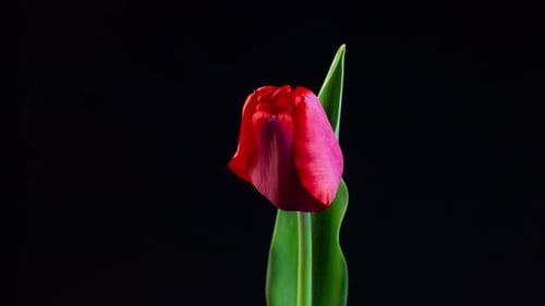 Tulip Blooms on a Black Background, Close-up