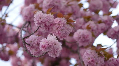 Pink Cherry Blossoms Blooming in the Spring Sunlight