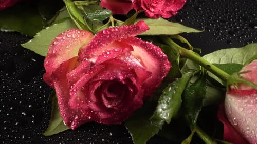 Rote Rosen auf schwarzem Hintergrund 9