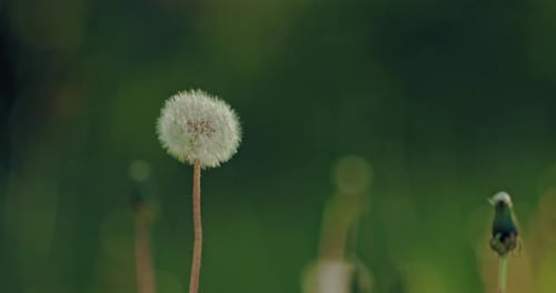 Blowball in Beautiful Meadow with Dandelions Closeup View of Seedheads in Summer Day Prores