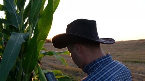 Farmer Analyzing Corn Crop at Sunset