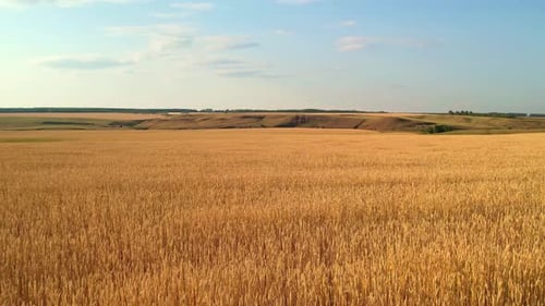 Wheat Field At Sunset