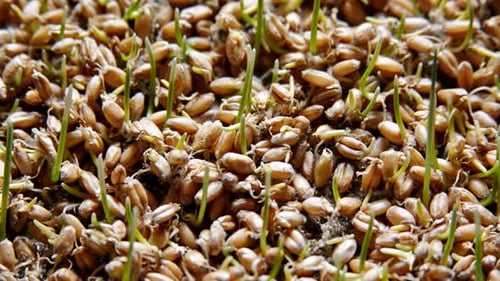 Germinating Wheat Grains and Growing Shoots