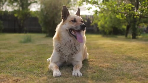 Happy Dog Lying in Green Grass in Rural Setting