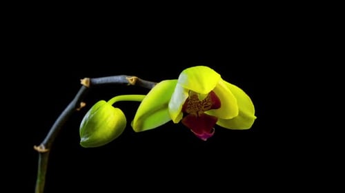 Orchid Flower Time Lapse Bloom Against Black Background