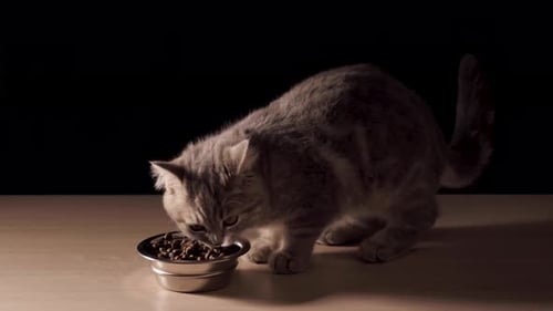 Gray Tabby Kitten Eating Food at Night