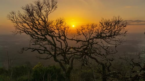 Sunset Behind Bare Tree Silhouette on Hill