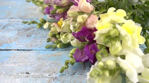 Colorful Snapdragons Placed on Light-Blue Wooden Surface