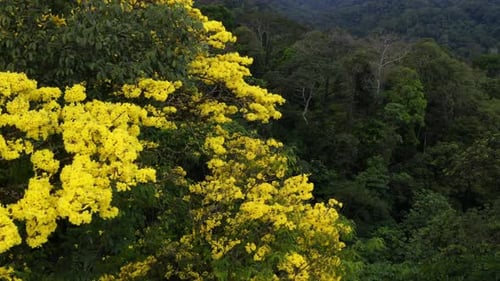 Vue aérienne, se déplaçant le long des fleurs jaunes d'un trompettiste de Guayacan
