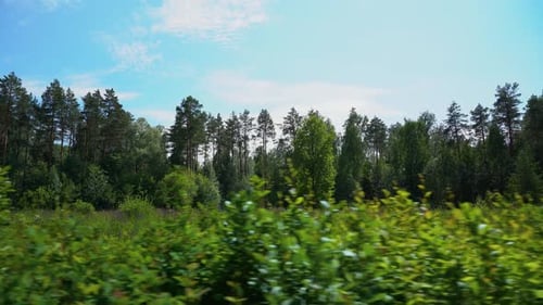 Walk along the forest