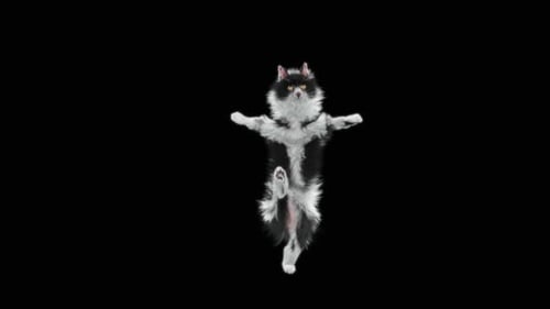 Katze tanzt HD