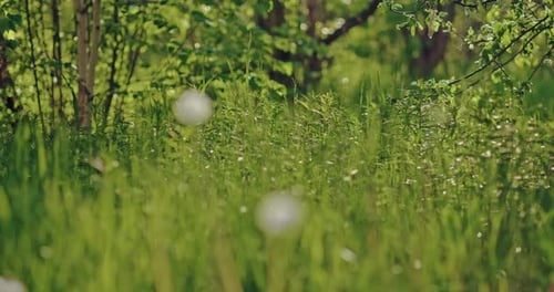 Beautiful Nature of Wild Meadow and Forest Closeup of Meadow with Grass and Blowballs Prores