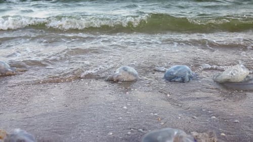 Medusas mortas estão em uma costa arenosa sinalizada pela água no mar de Azov