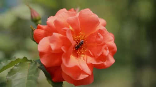 Honigbiene bestäubt eine Blume