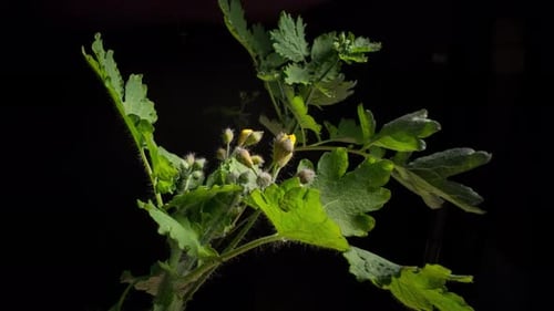 Yellow Flower Blooms