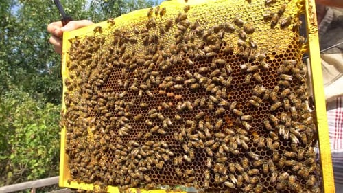 beekeeper holding a honeycomb full of bees closeup