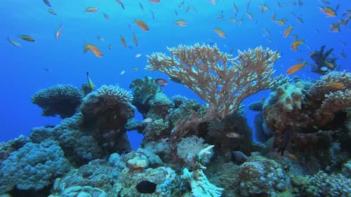 Colourful Reef Fish