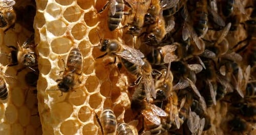 |European Honey Bee, apis mellifera, Bees on a wild Ray, Bees working on Alveolus