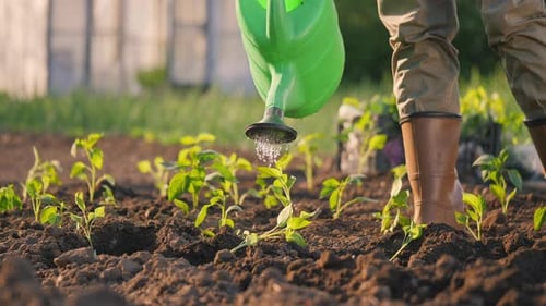 A Woman Watering Seedlings Planted in a Vegetable Garden From a Watering Can